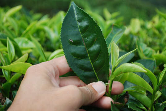 Image of Tea plant