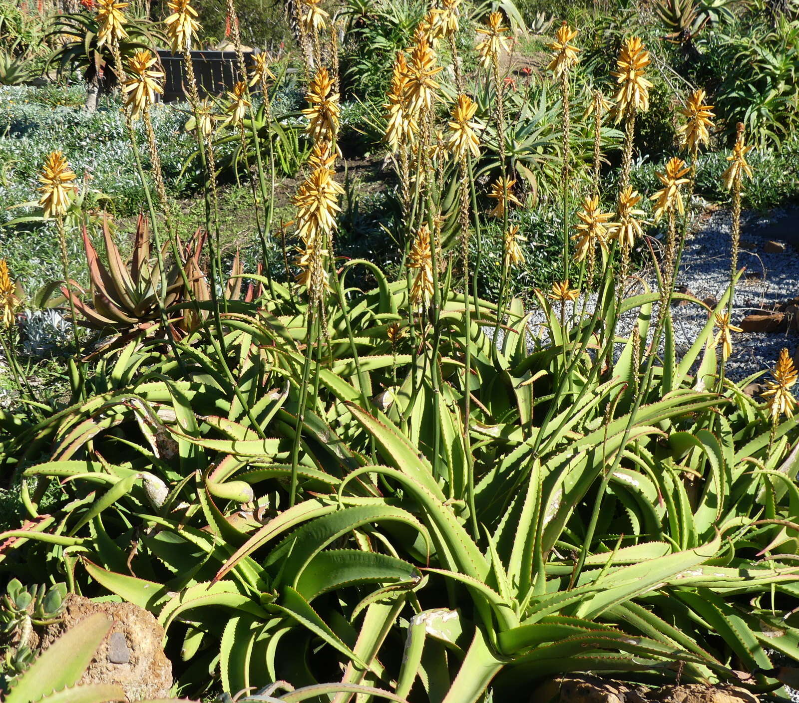 Image of Aloe vanbalenii Pillans