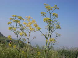 Image of Giant Fennel