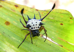 Image of Gasteracantha clavigera Giebel 1863