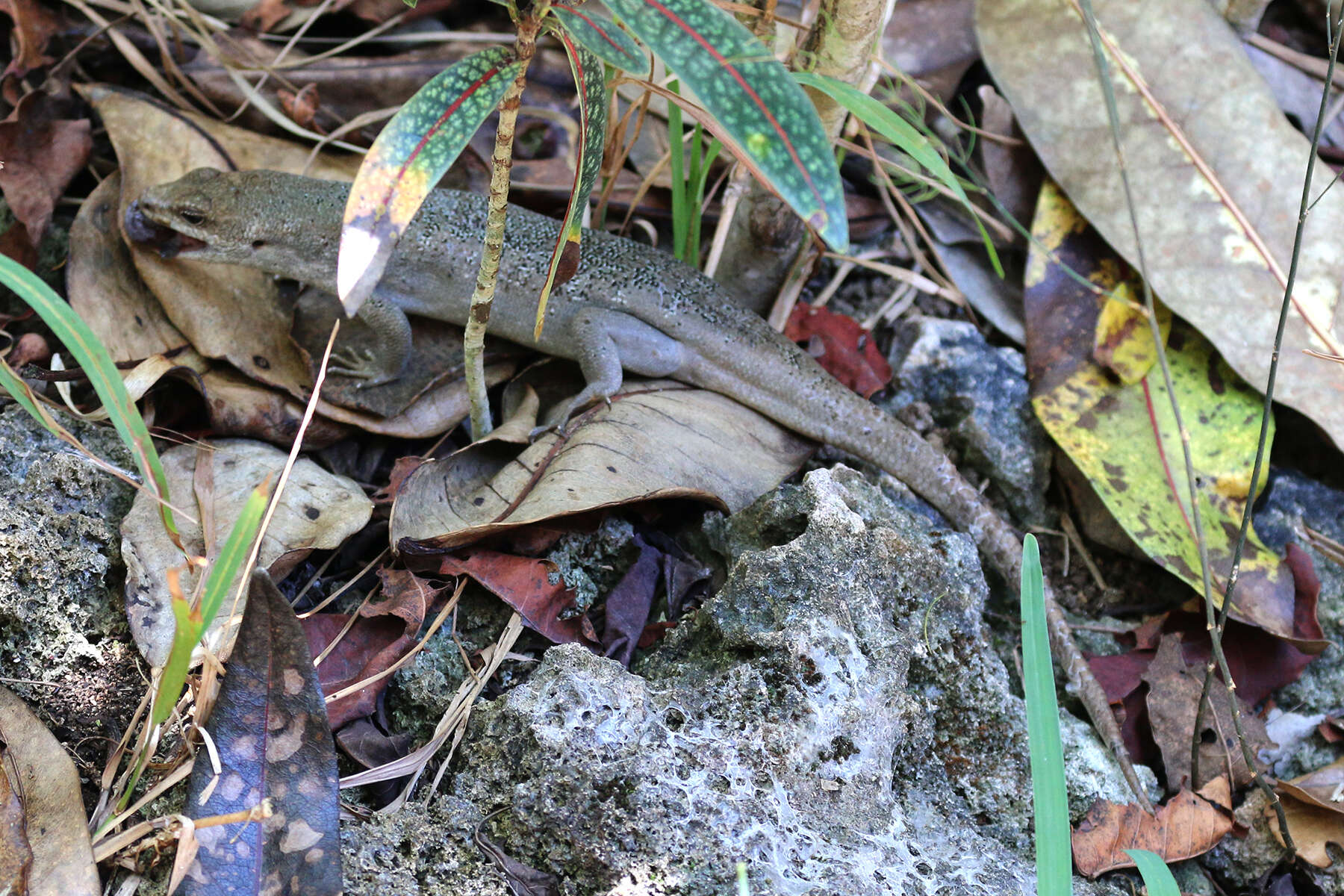 Leiolopisma telfairii (Desjardin 1831) resmi