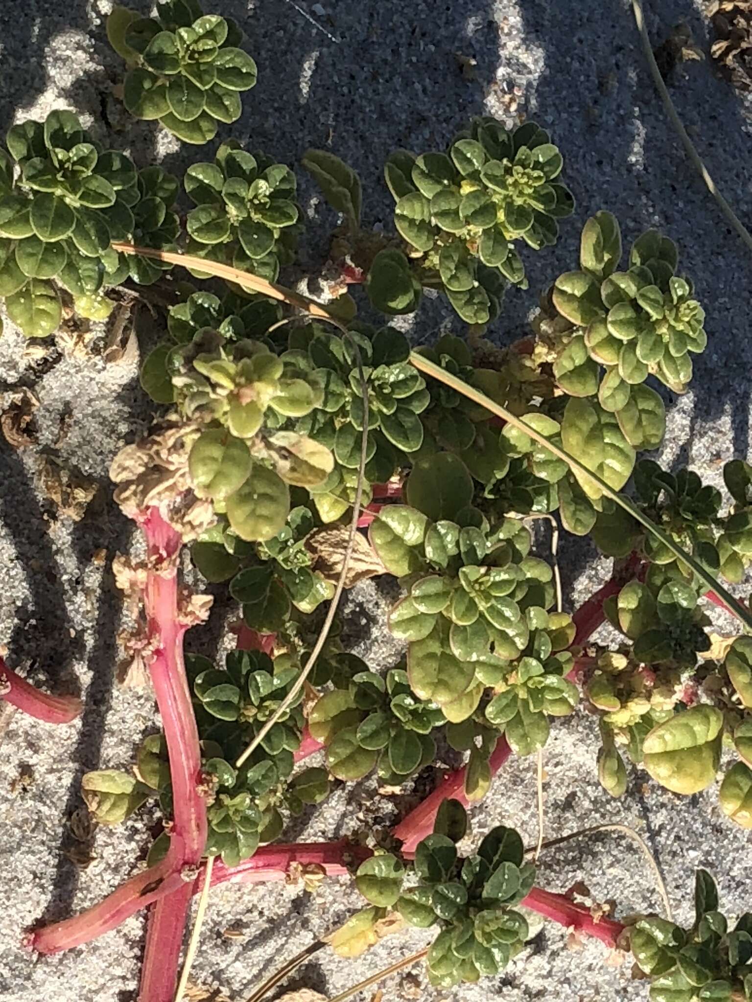 Image of seaside amaranth