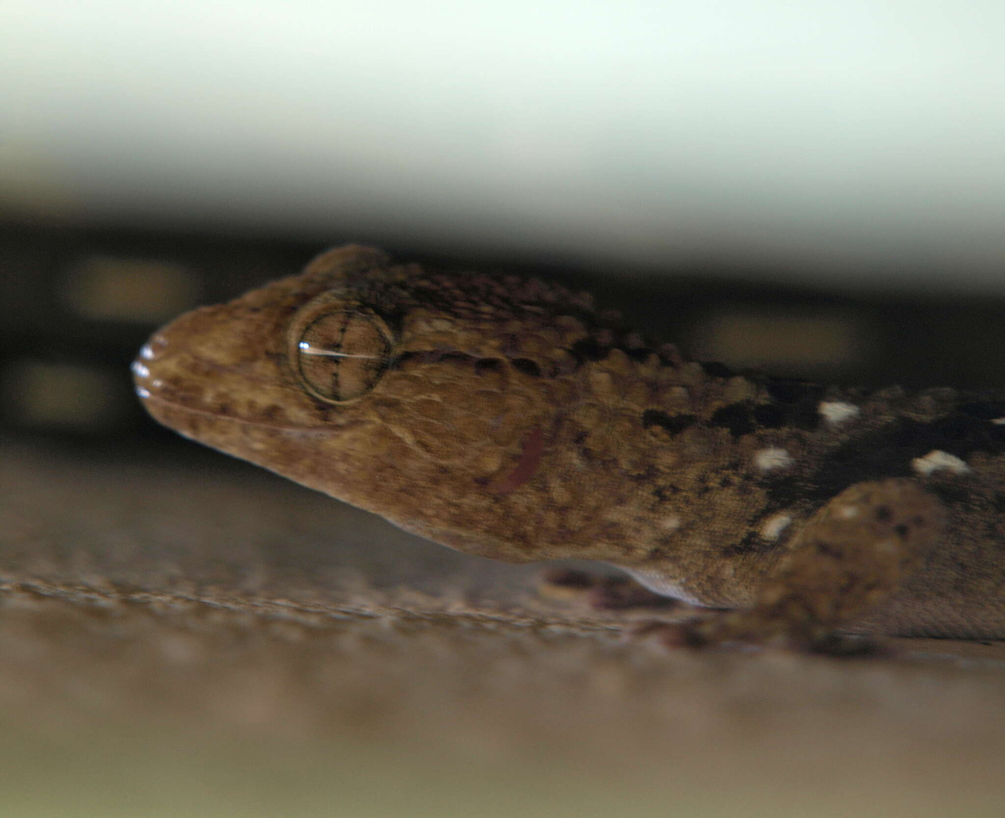 Слика од Chondrodactylus turneri (Gray 1864)