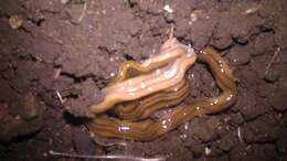 Image of Flatworm