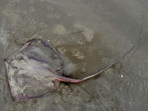 Image of Longnose Stingray