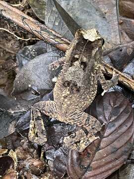 Image of Sclerophrys camerunensis (Parker 1936)