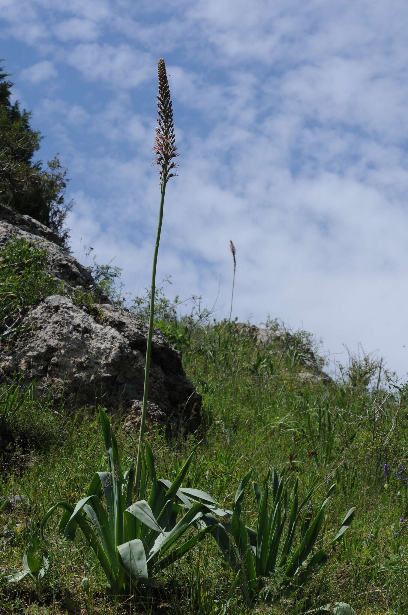 Image of Eremurus regelii Vved.