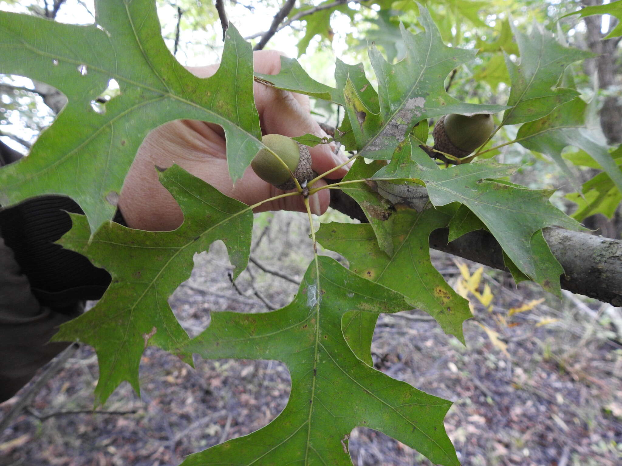 Image of Nuttall Oak