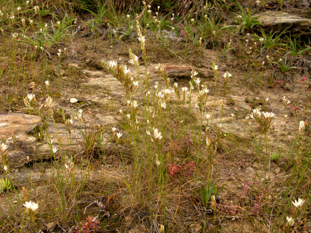 Imagem de Ornithogalum graminifolium Thunb.