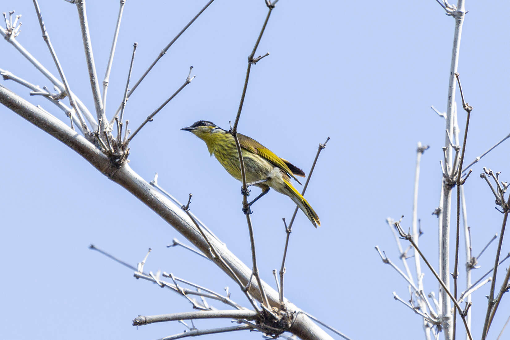 Image of Varied Honeyeater