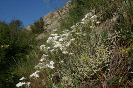 Image of Boreal chickweed