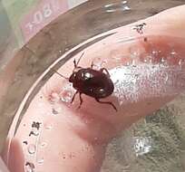 Image of Brown mint leaf beetle