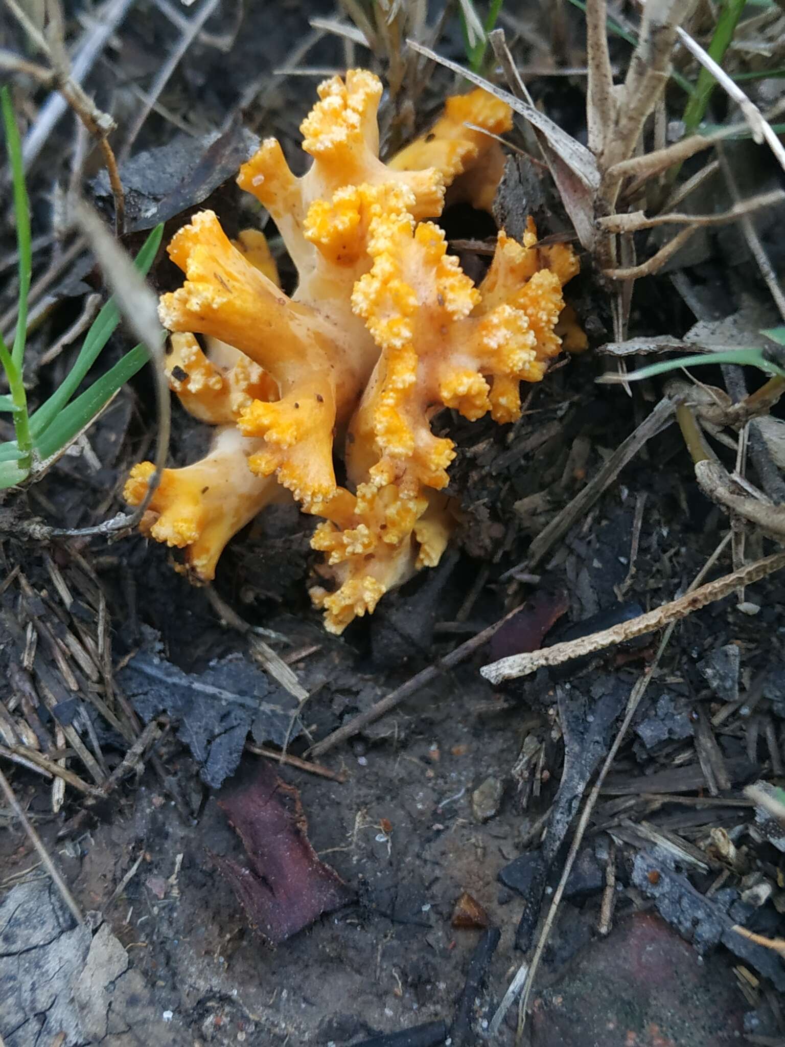 Ramaria toxica L. S. Domínguez & R. H. Petersen 1989 resmi