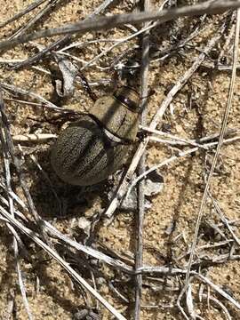 Sivun Phyllophaga (Tostegoptera) lanceolata (Say 1824) kuva