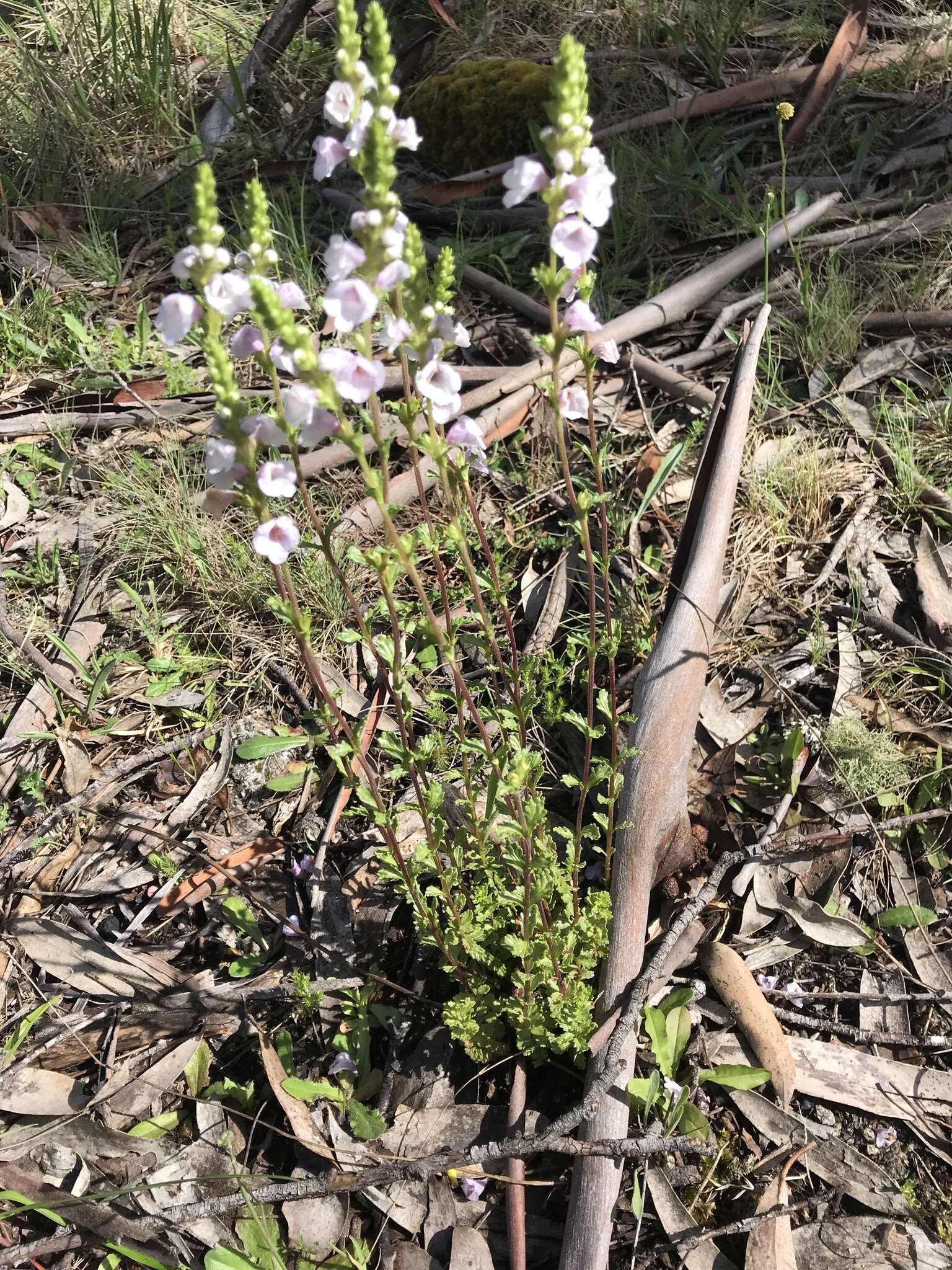 Sivun Euphrasia collina R. Br. kuva