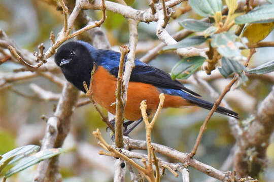 Image of Blue-backed Conebill