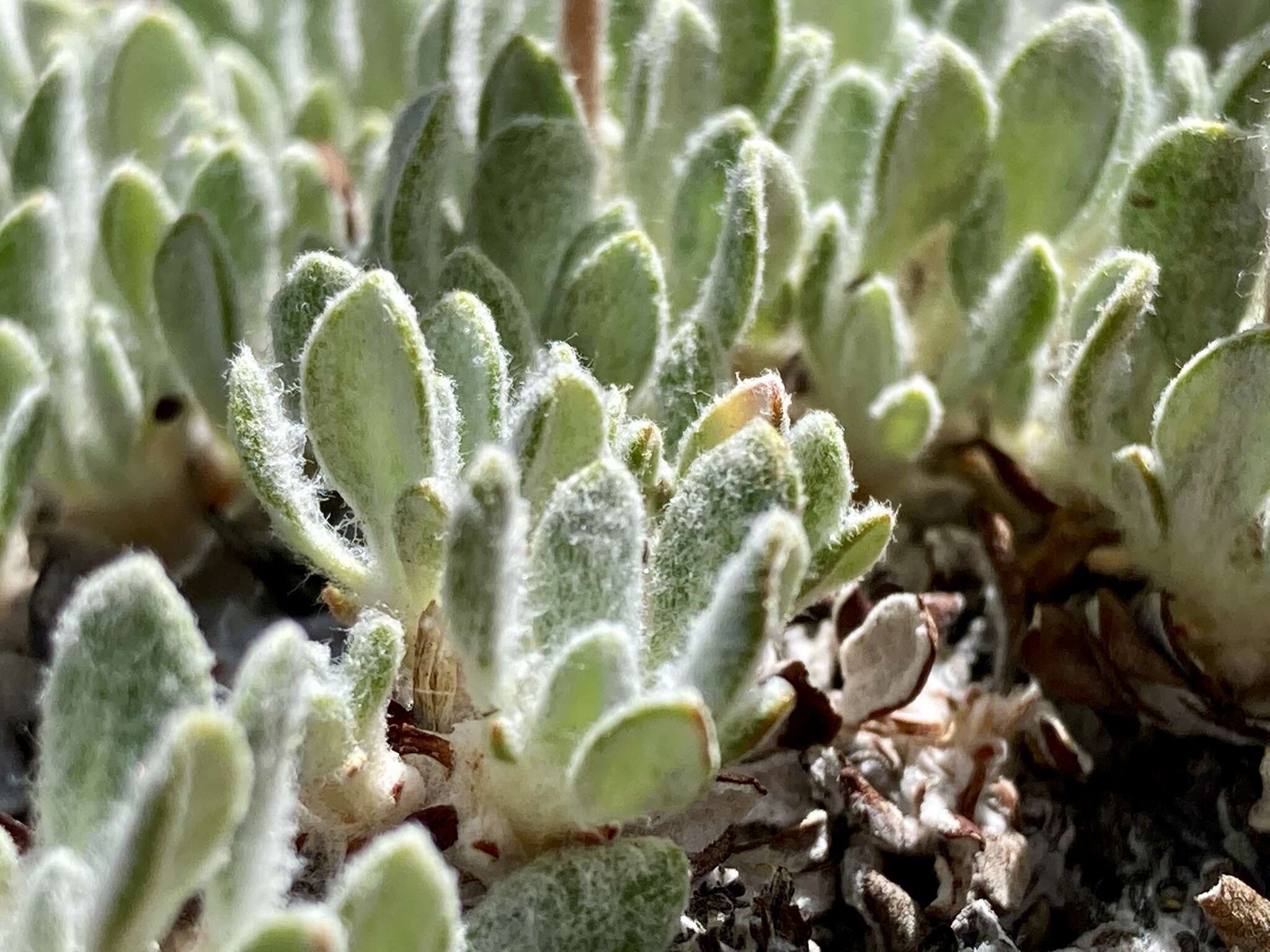 Image of Great Basin Desert buckwheat