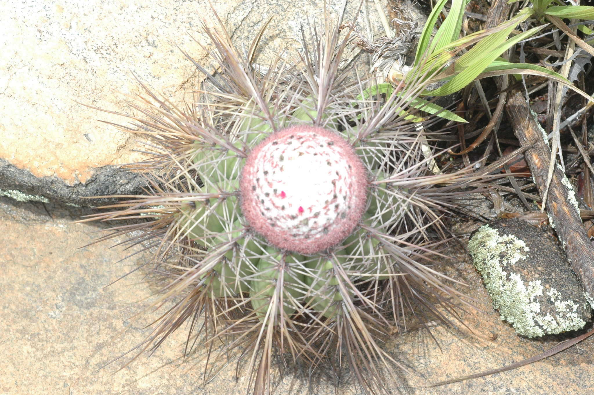 Melocactus ernestii Vaupel resmi