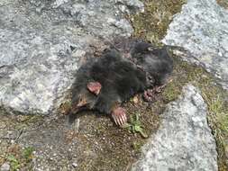 Image of Iberian Mole