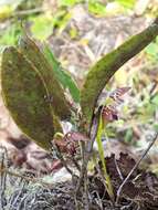 Image of Pleurothallis talpinaria Rchb. fil.