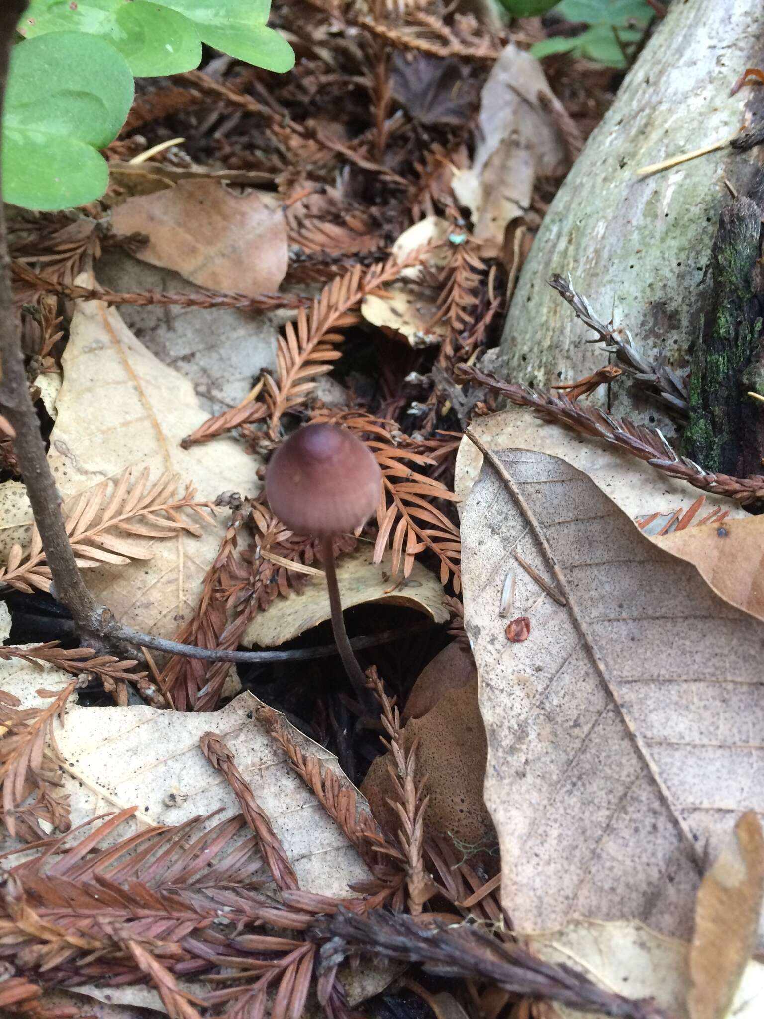 Mycena purpureofusca (Peck) Sacc. 1887 resmi