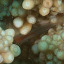 Image of Red-spotted coral goby