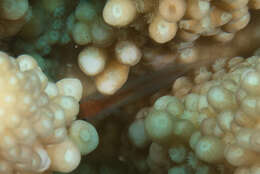 Image of Red-spotted coral goby