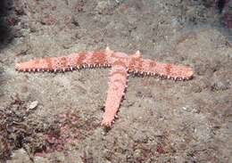 Image of Mithrodia fisheri Holly 1932