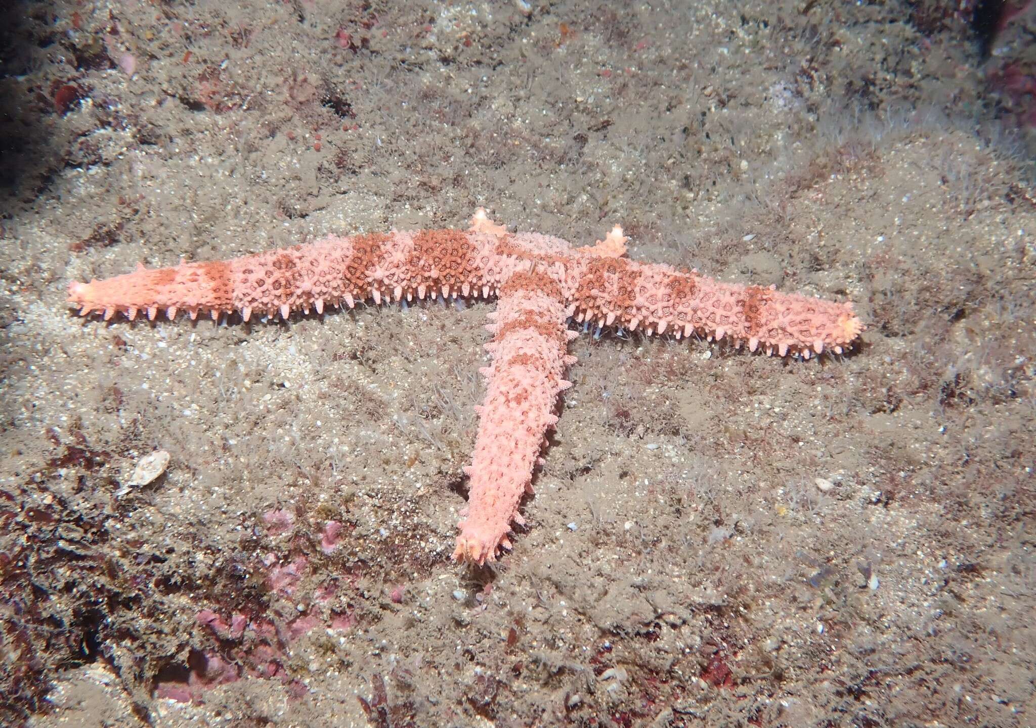 Image of Mithrodia fisheri Holly 1932