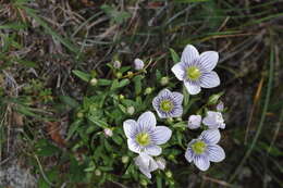 Image of Gentianella multicaulis (Gillies ex Griseb.) Fabris