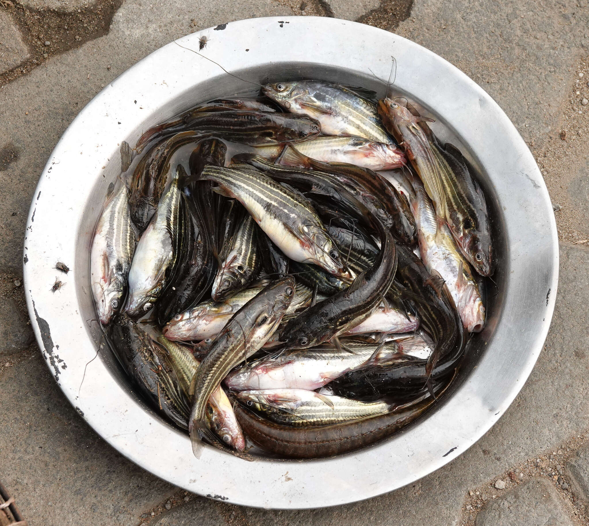 Image of Stripped dwarf catfish