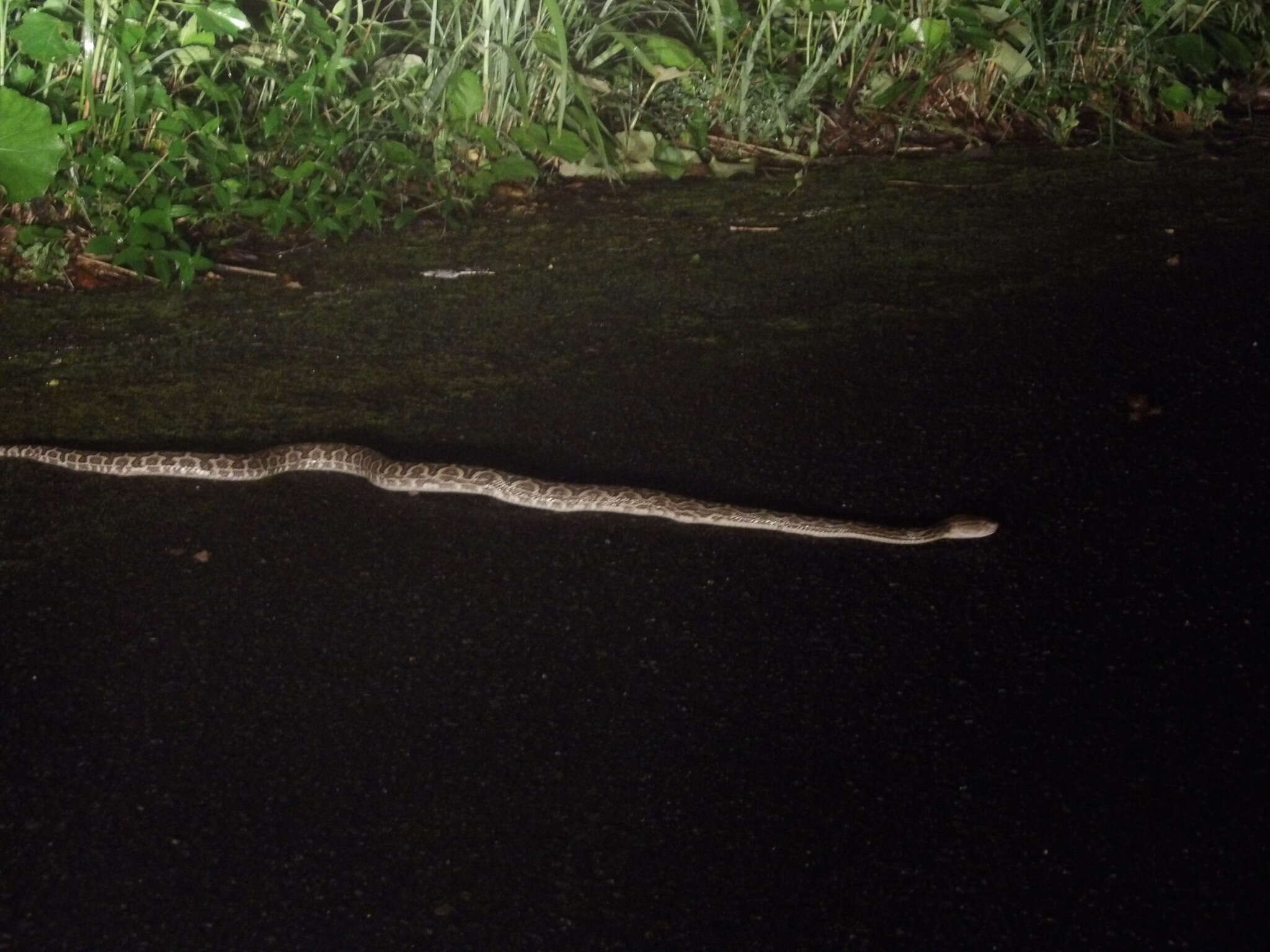 صورة Protobothrops flavoviridis (Hallowell 1861)