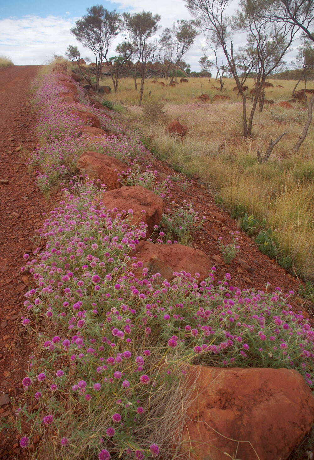 Image of Gomphrena canescens subsp. canescens