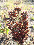 Image of sorghum