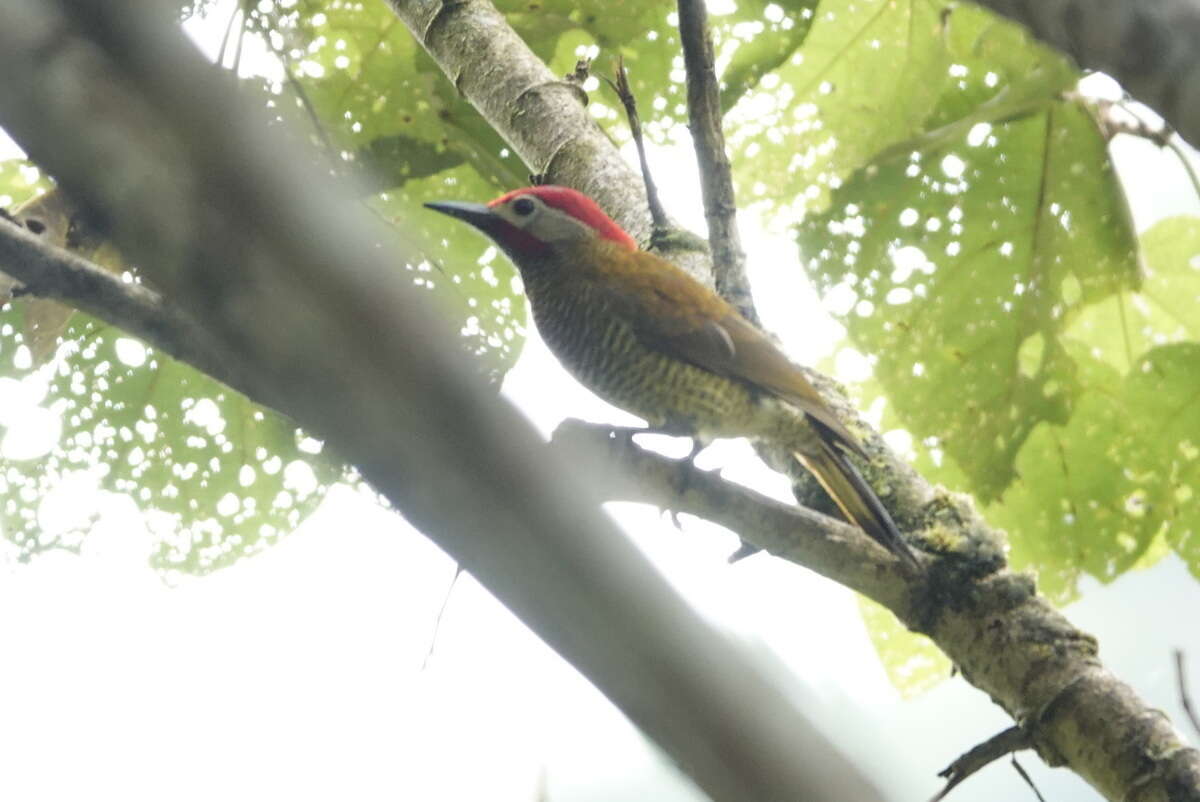 Слика од Colaptes rubiginosus rubripileus (Salvadori & Festa 1900)