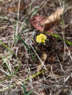 Слика од Isotropis filicaulis Benth.