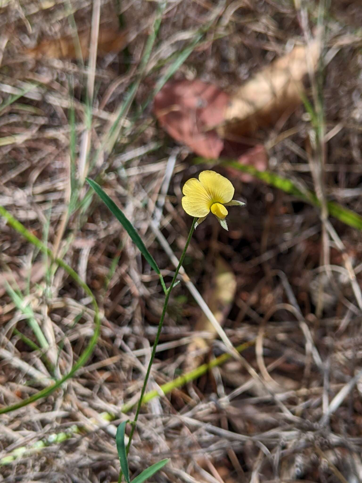 Слика од Isotropis filicaulis Benth.