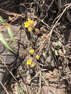 Image of glandular yellow phacelia