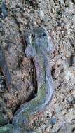 Image of Yellow-green Cat Snake