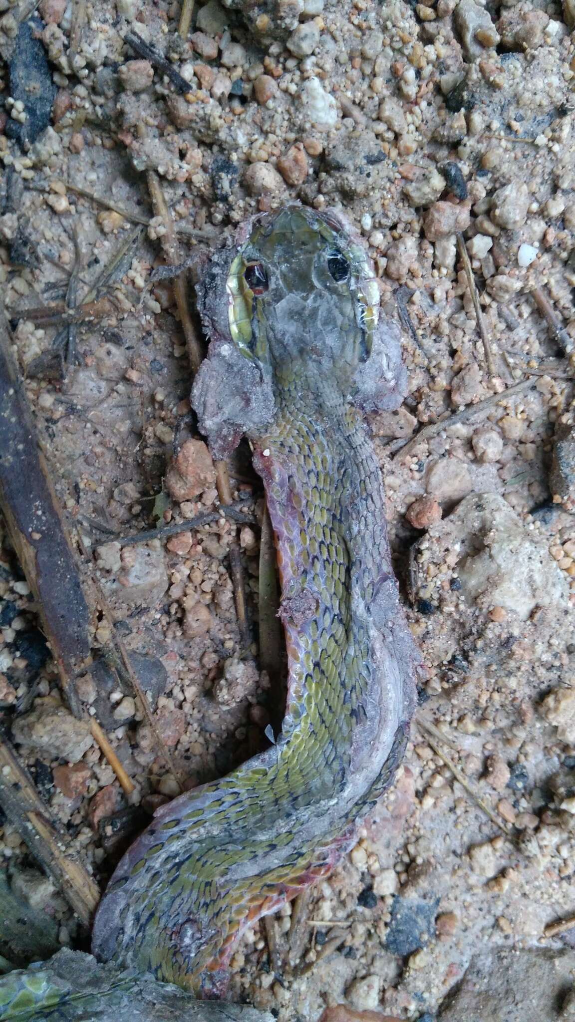 Image of Yellow-green Cat Snake