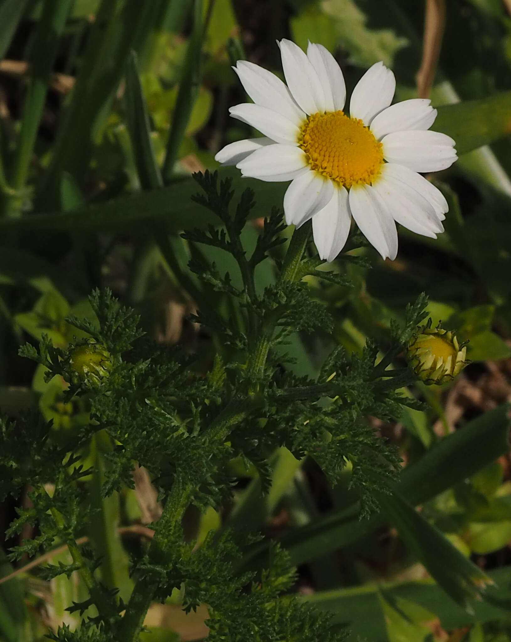 Image of Anthemis pseudocotula Boiss.