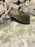 Image of Copidocephala guttata (White 1846)