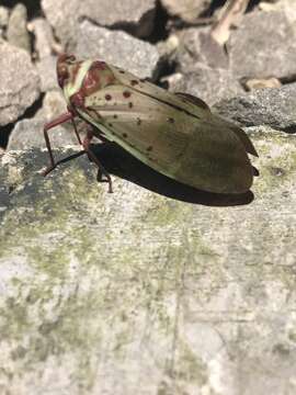 Image de Copidocephala guttata (White 1846)