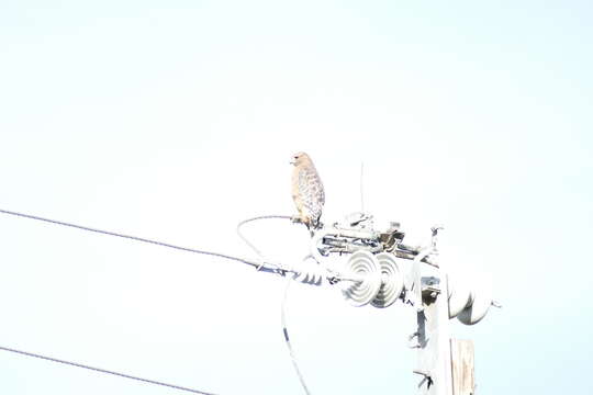 Image of Buteo lineatus elegans Cassin 1855