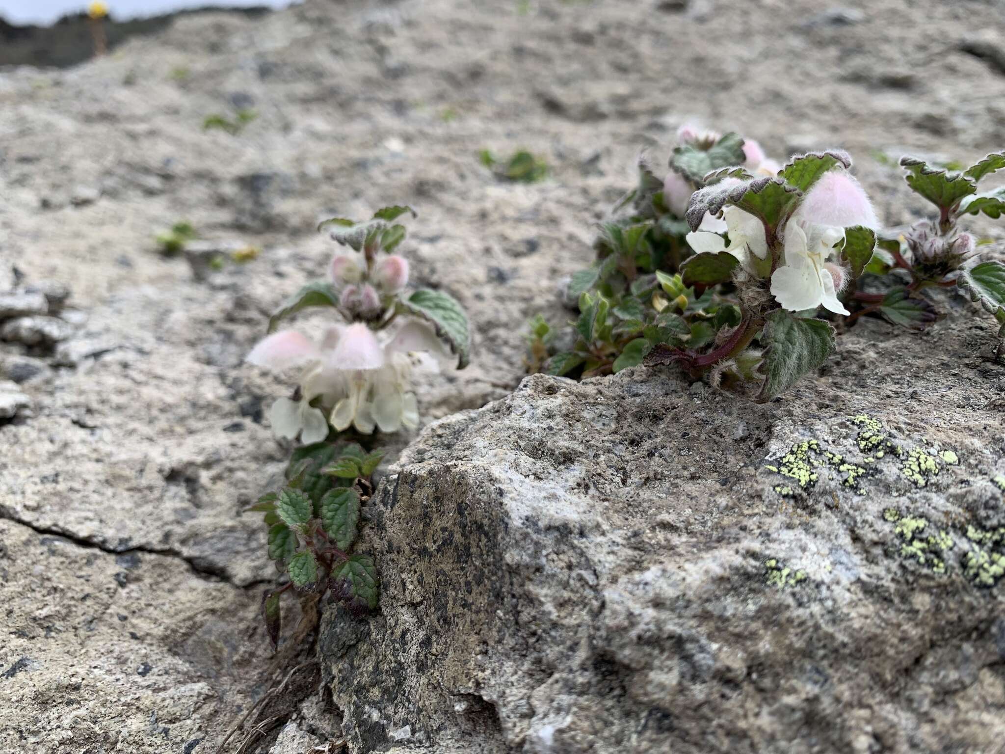 Image of Lamium tomentosum Willd.