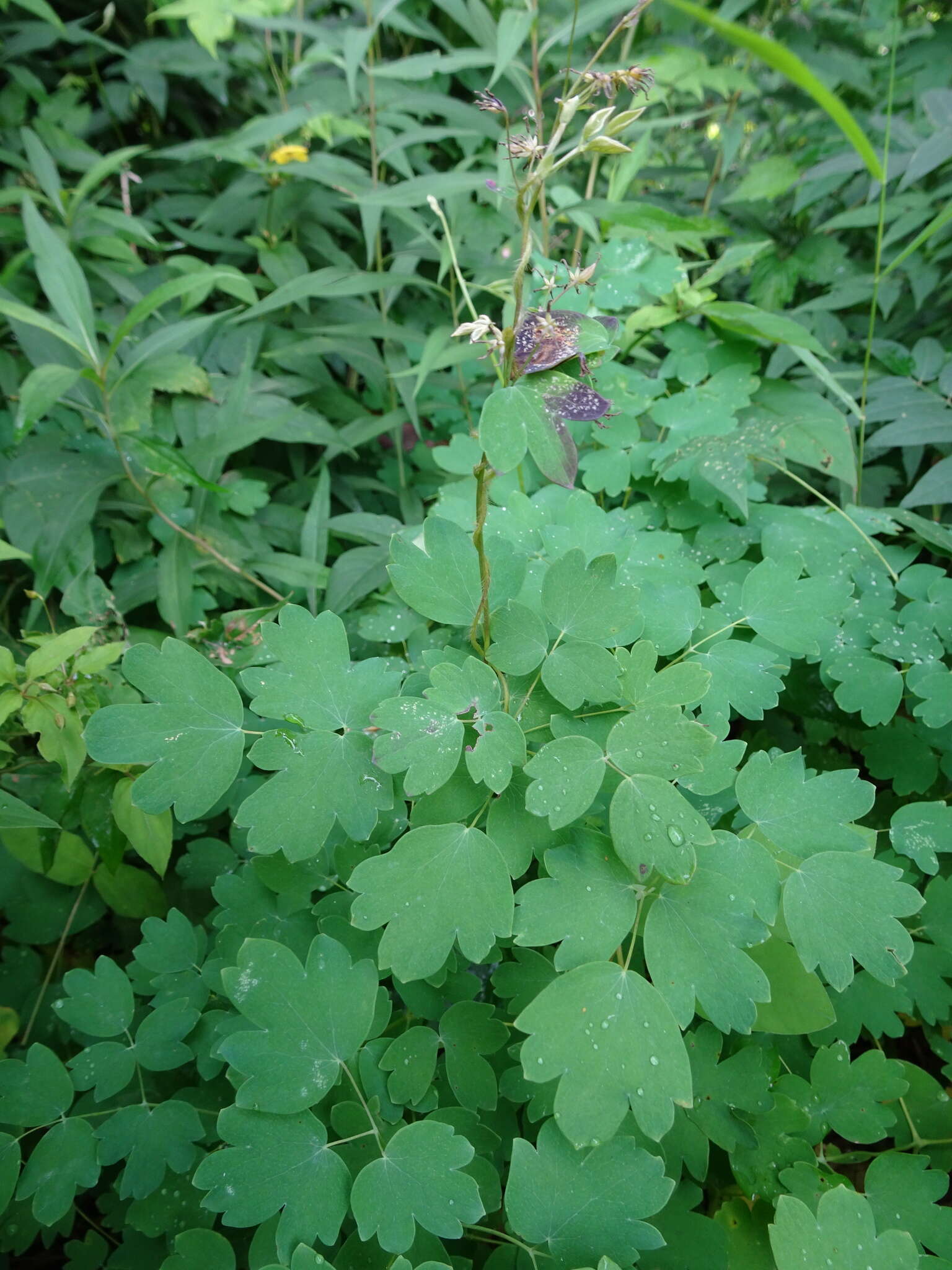 Image of Veiny-Leaf Meadow-Rue