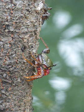 Image of Goniopsis pulchra (Lockington 1877)