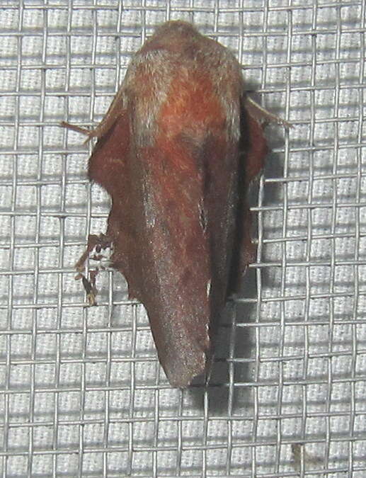 Image of American Lappet Moth