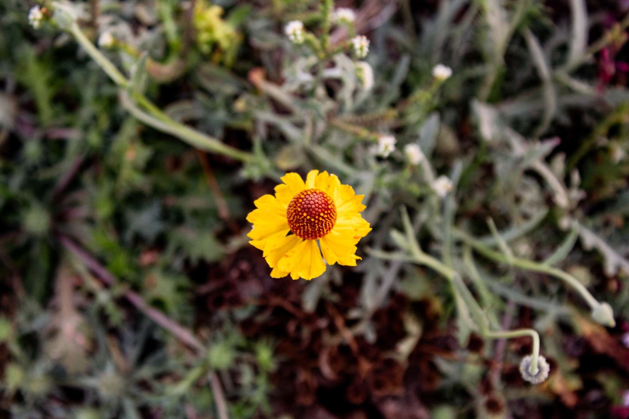 Image of Helenium laciniatum A. Gray