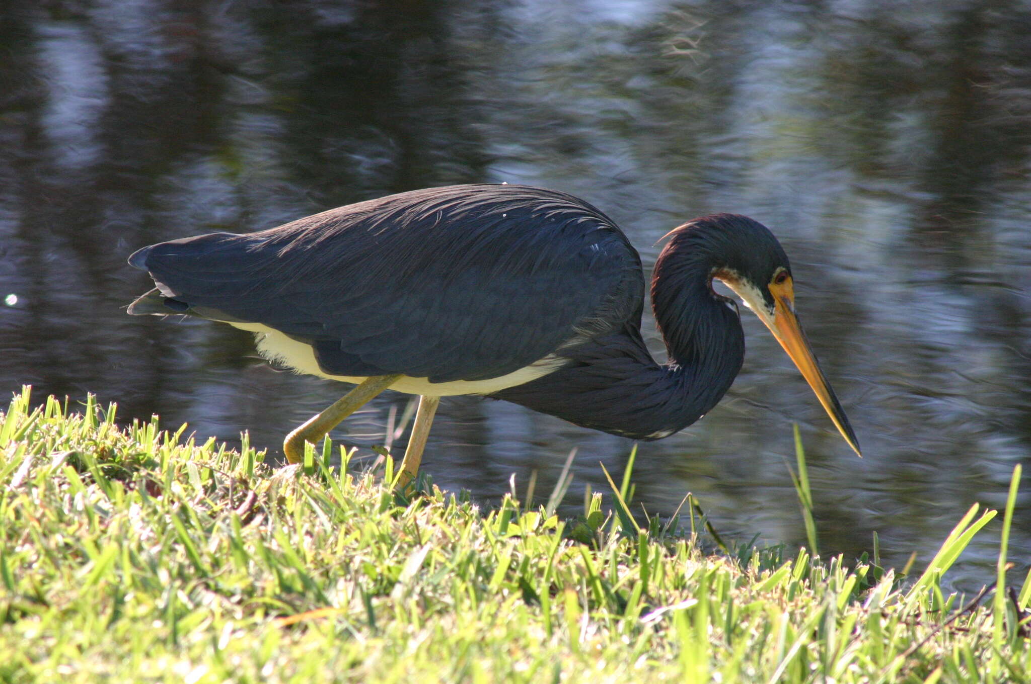 Image of Egretta Forster & T 1817